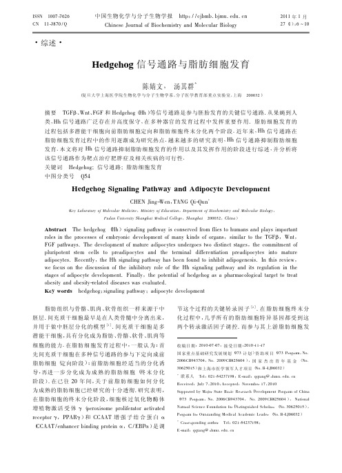 Hedgehog信号通路与脂肪细胞发育