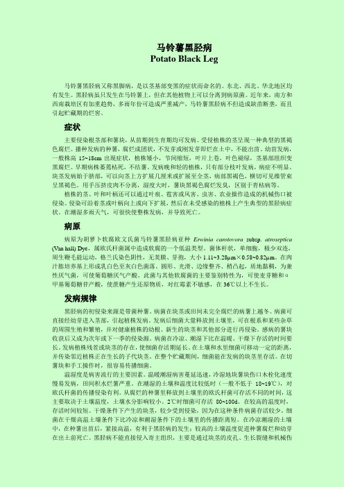 马铃薯黑胫病
