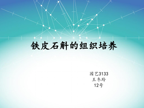 铁皮石斛的组织培养