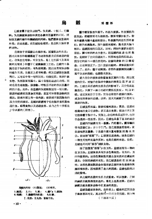 乌贼