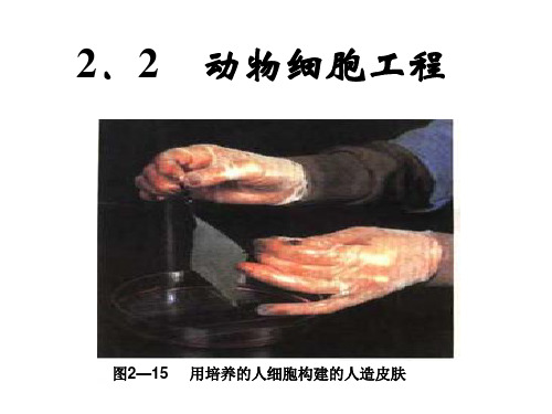 选修3-2-2-动物细胞工程XXXX