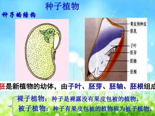 种子的萌发课件(共29张PPT)