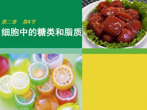 人教版生物必修一2.4《细胞中的糖类和脂质》课件 (共34张PPT)
