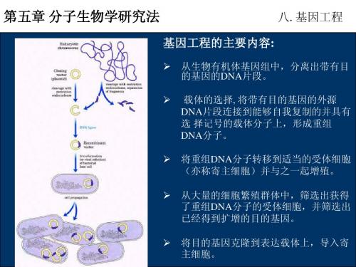第五章 分子生物学研究法-基因工程