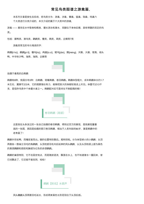 常见鸟类图谱之游禽篇，