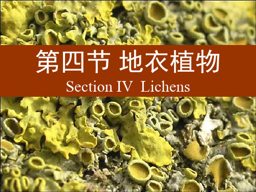 植物学下册第四节地衣植物