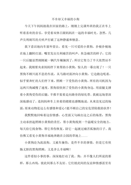 可怜的小狗20111203