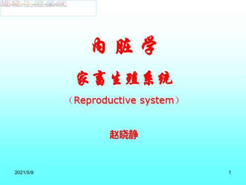 公畜生殖器官参考PPT