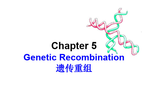 分子遗传学_遗传重组