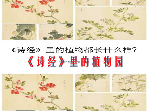 诗经里的植物