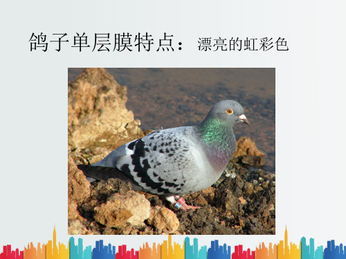 最新整理光子晶体小课题.ppt