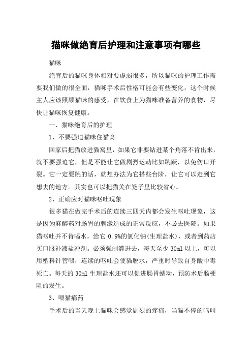 猫咪做绝育后护理和注意事项有哪些