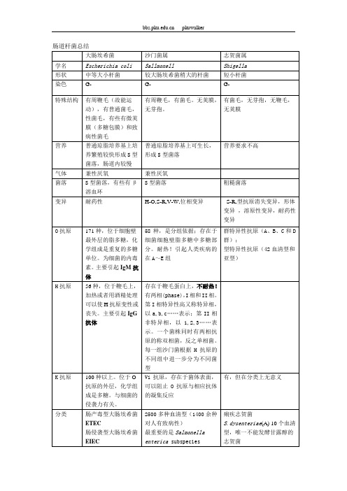 肠道杆菌