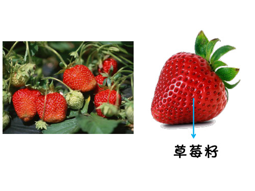 二年级下册道德与法治《4 试种一粒籽》 人教部编版