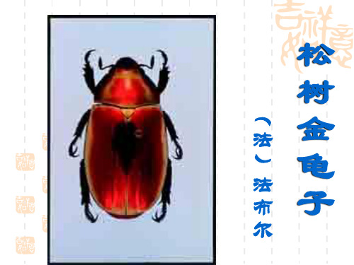 松树金龟子-新课课件