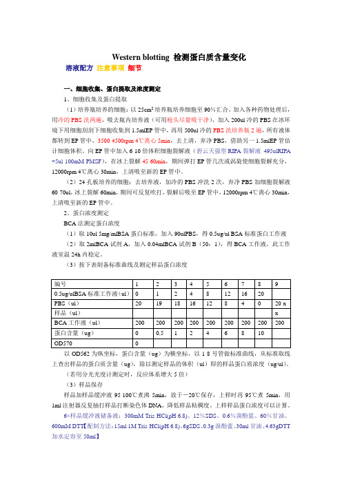 Western bloting 检测蛋白质含量变化