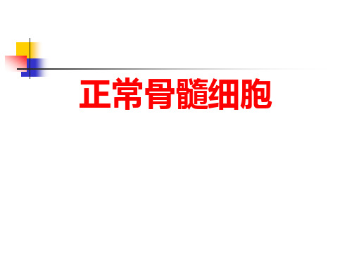 正常骨髓细胞