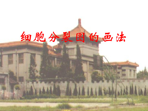 细胞分裂图的画法详解