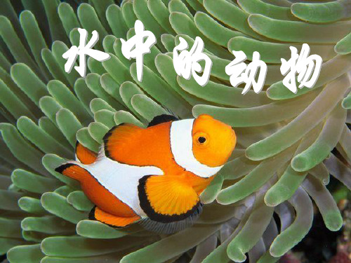 苏科版七年级下册生物 10.1水中的动物 课件   (共47张PPT)