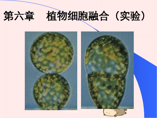 植物细胞融合实验
