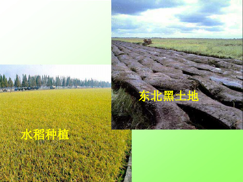 各种各样的土壤ye分析
