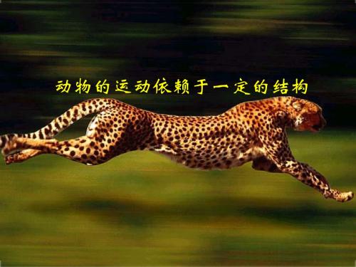 动物的运动依赖于一定的结构-概述