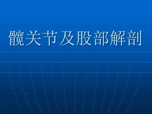 髋关节及股部解剖