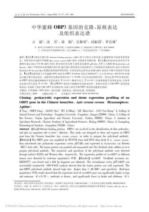 中华蜜蜂OBP3基因的克隆_原核表达及组织表达谱_吉挺