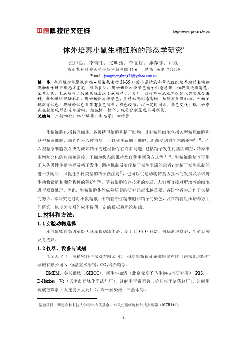 体外培养小鼠生精细胞的形态学研究