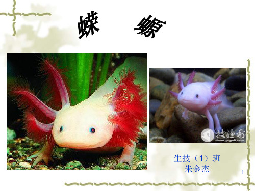 蝾螈PPT课件