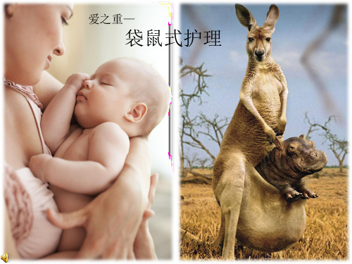 袋鼠式护理(最终稿)ppt课件