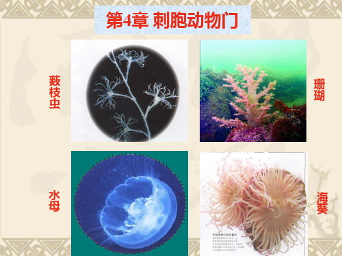 第4章 刺胞动物门汇总