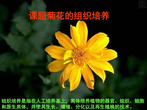菊花的组织培养
