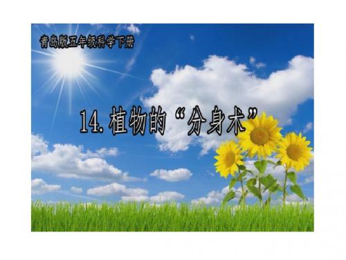 青岛版小学级科学五年级下册《植物的“分身术》课件
