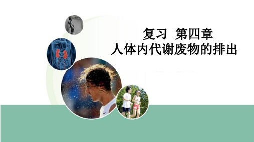 济南版生物七年级下册第四章人体内代谢废物的排出(复习课)