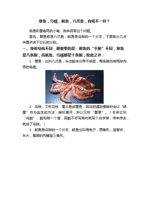 章鱼，乌贼，鱿鱼，八爪鱼，有啥不一样？