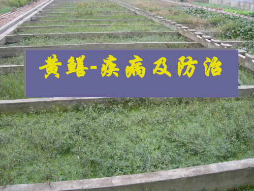 黄鳝疾病及防治