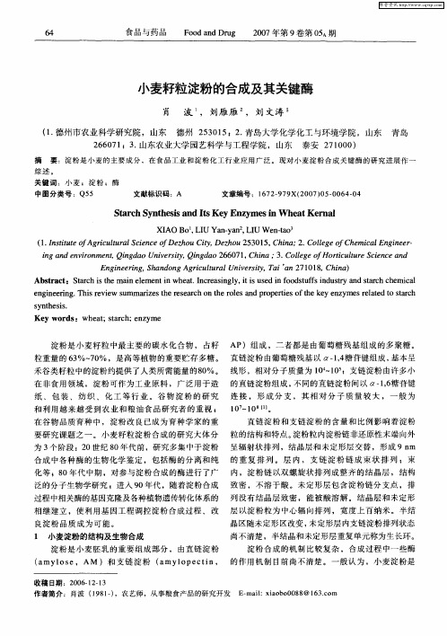 小麦籽粒淀粉的合成及其关键酶