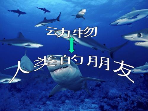 动物人类的朋友