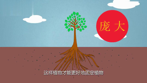 第六节根的结构与功能课件济南版生物八年级上册