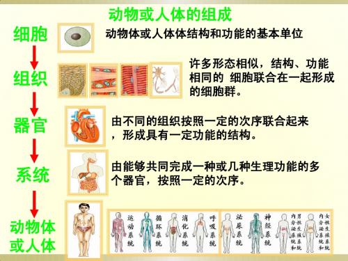植物体的结构层次