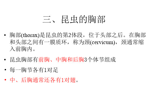 昆虫的足