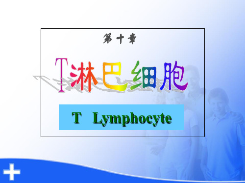 T淋巴细胞