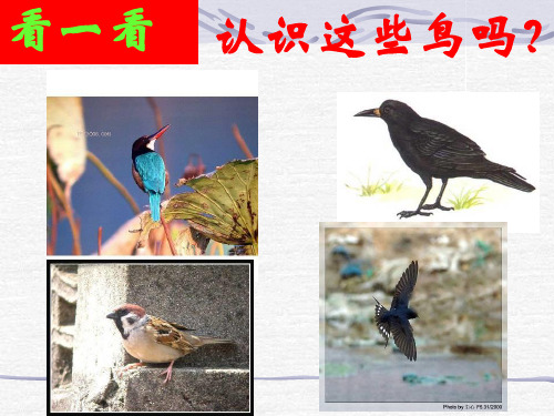 明天不封阳台课件