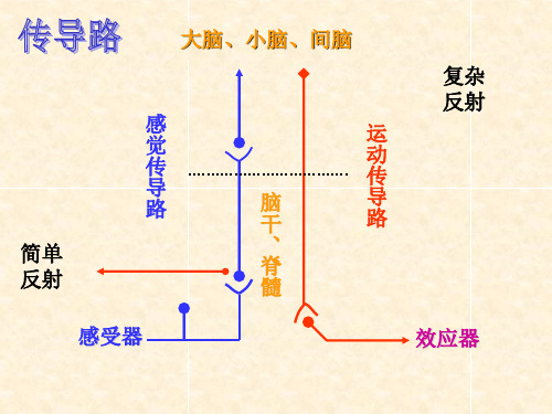 中枢传导路ppt课件