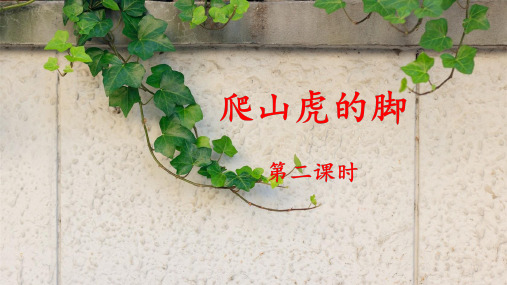 《爬山虎的脚》名师课件(第二课时)