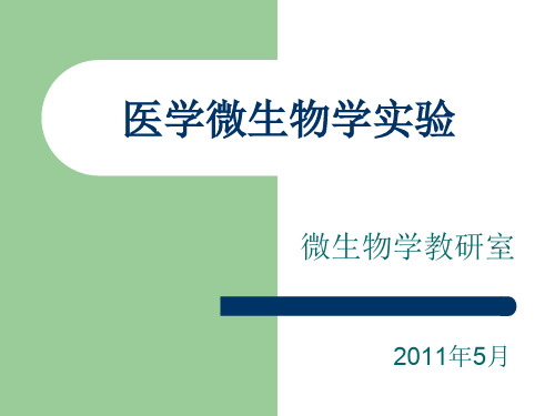 肥达实验ppt