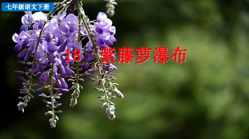 【部编版语文七年级下册精品】探究积累课件《紫藤萝瀑布》