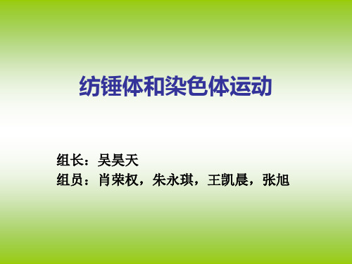 纺锤体和染色体运动