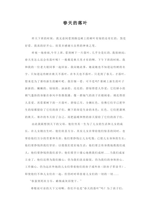 春天的落叶